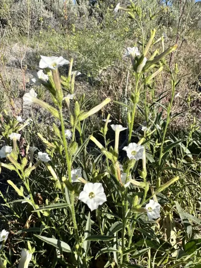 Nicotiana attenuata
