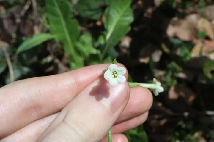 Nicotiana debneyi