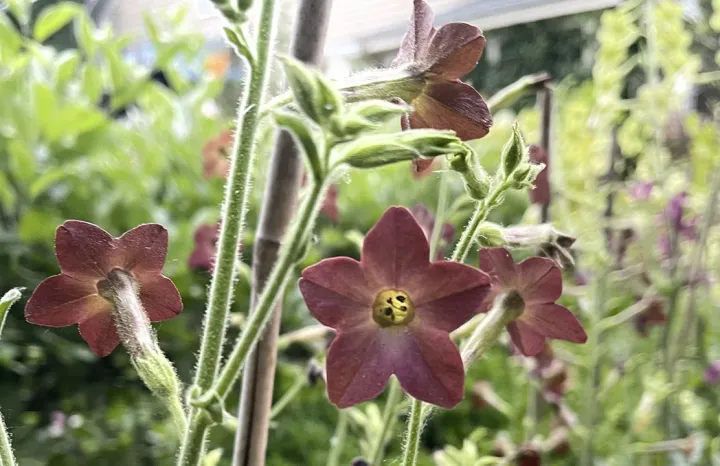 Nicotiana arentsii