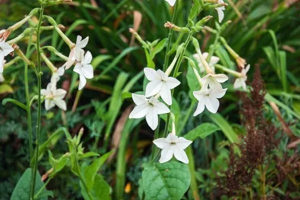 Nicotiana fragrans