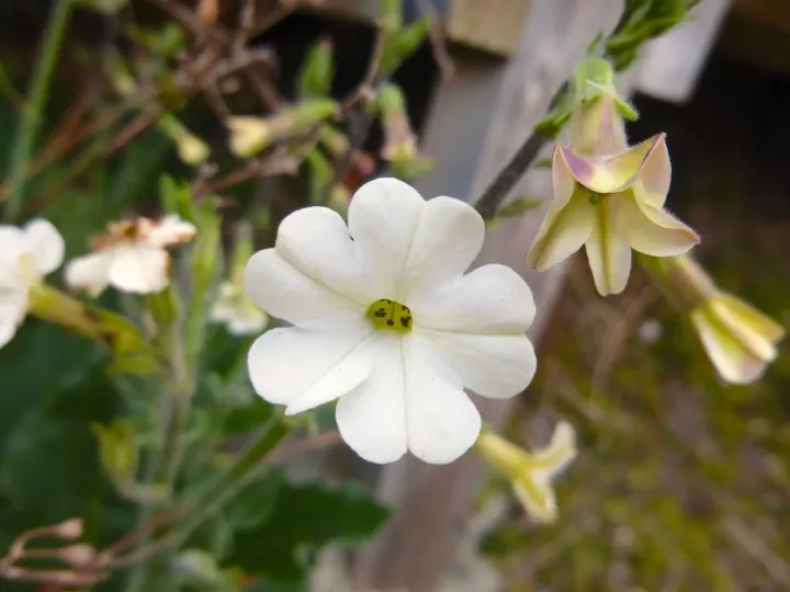 Nicotiana maritima
