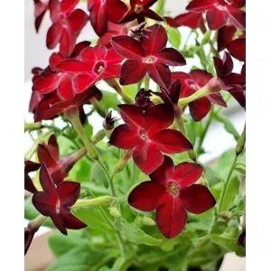 Sandera tobacco