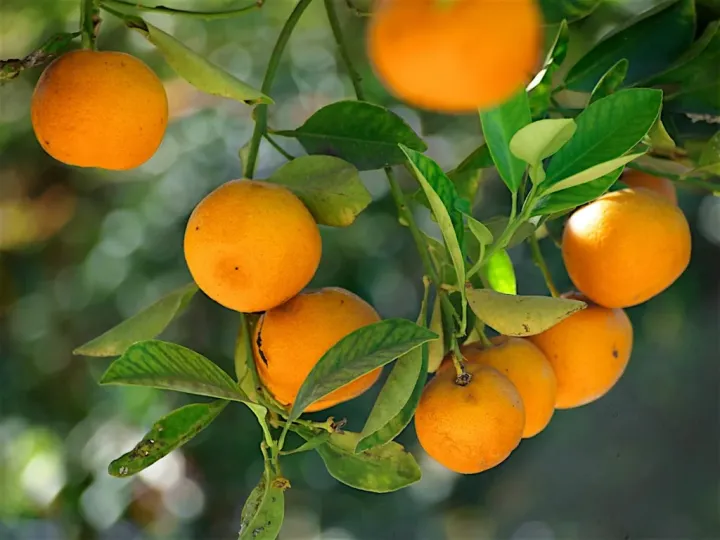 Mandarin