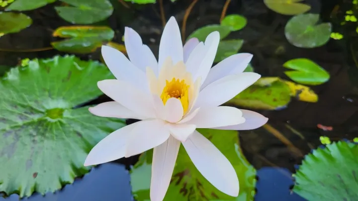Hairy water lily