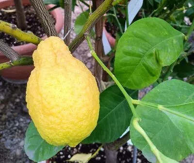 Balotina bergamot