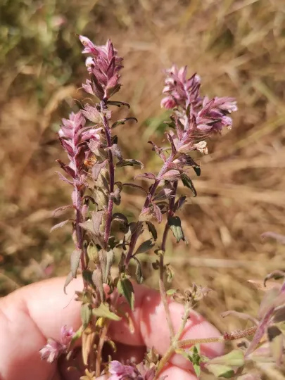 Red bartsia
