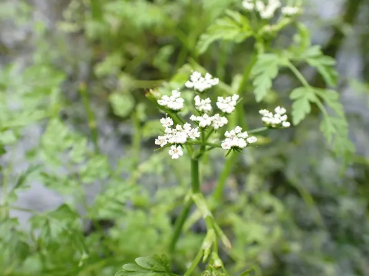 River water dropwort