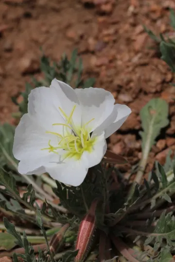 White-stemmed evening primrose