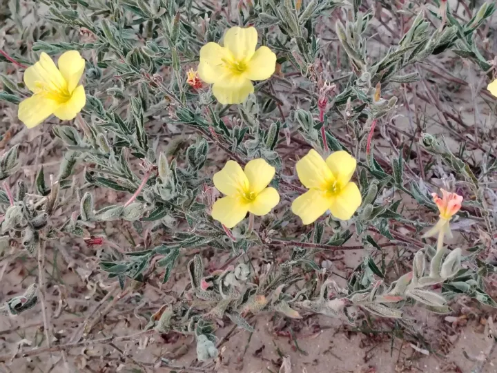 Evening primrose