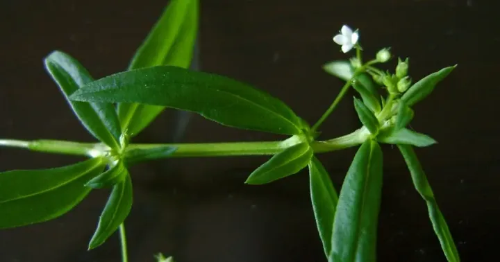 Oldenlandia bojeri