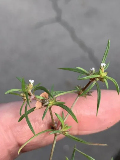 Oldenlandia capensis