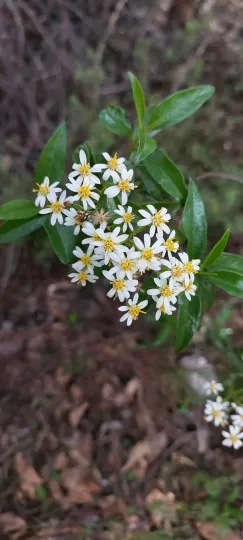 Olearia elliptica
