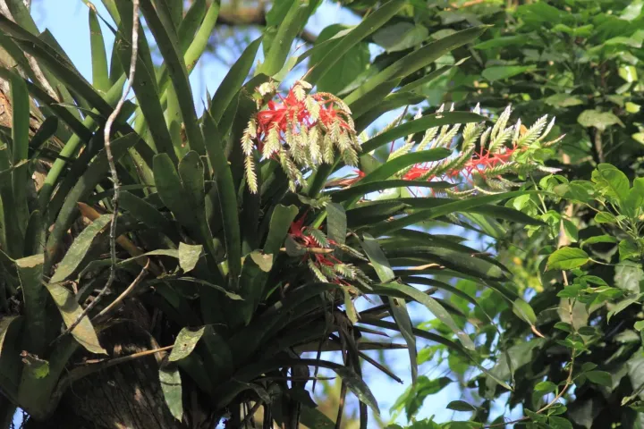 Aechmea dichlamydea x Aechmea fendleri