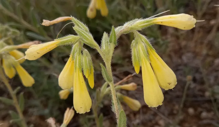 Onosma aleppica