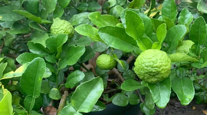 Citrus kerrii