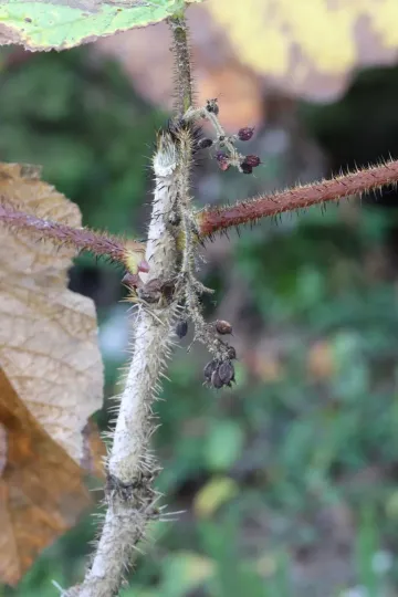 Oplopanax elatus