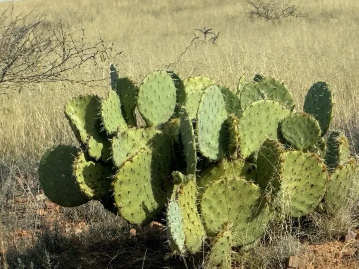 Engelmann's prickly pear