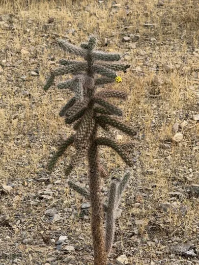 Cane Cholla