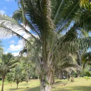 Attalea vitrivir