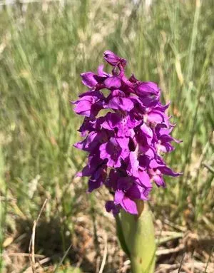 Early purple orchid