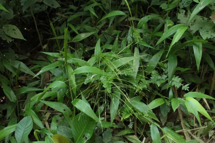 Orthoclada rariflora