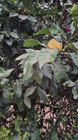 Golden citrus