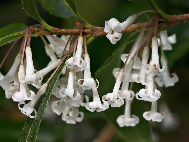 Yunnan osmanthus