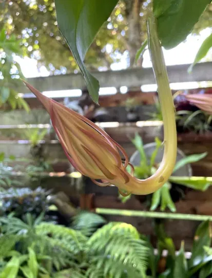 Oxypetalum martii