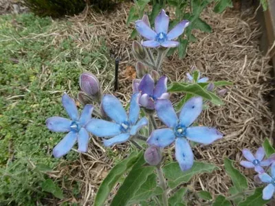 Oxypetalum montanum