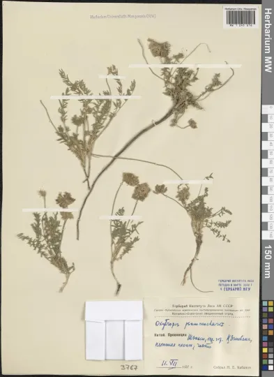 Oxytropis psammocharis