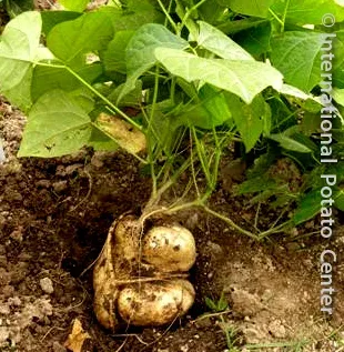 Пахіризус бульбоносний