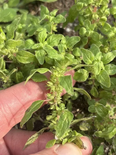 Pennsylvania pellitory