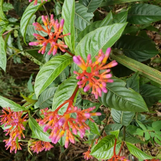 Palicourea marcgravii