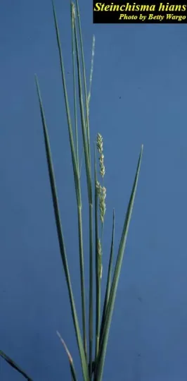 Gaping panicgrass