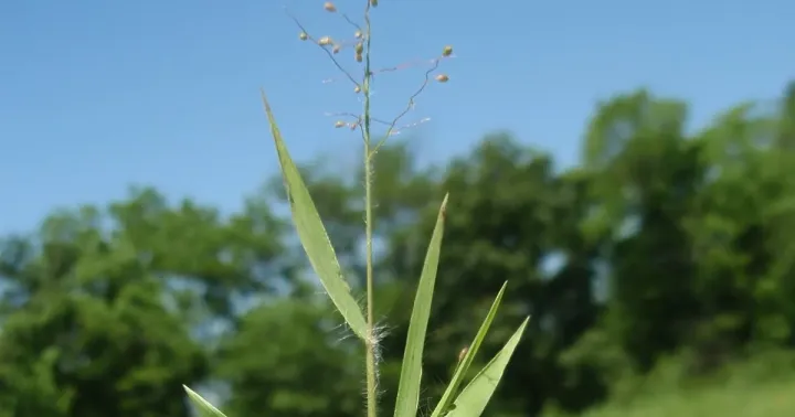 Woolly panicgrass