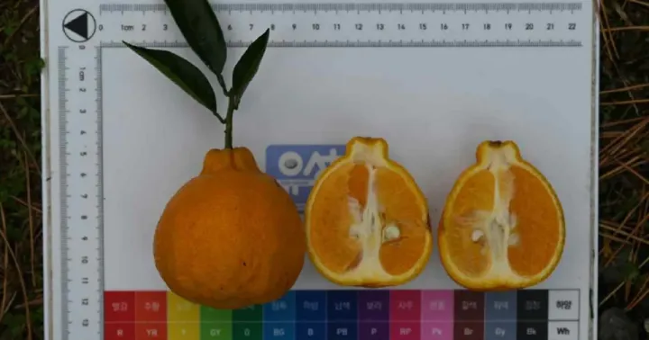 Citrus platymamma