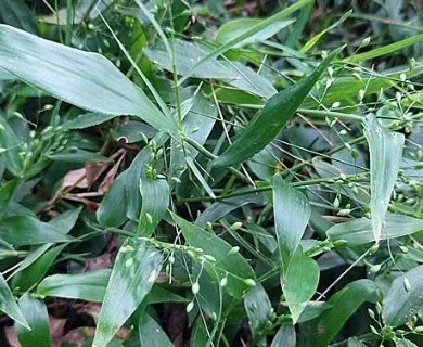 Panicum sabulorum