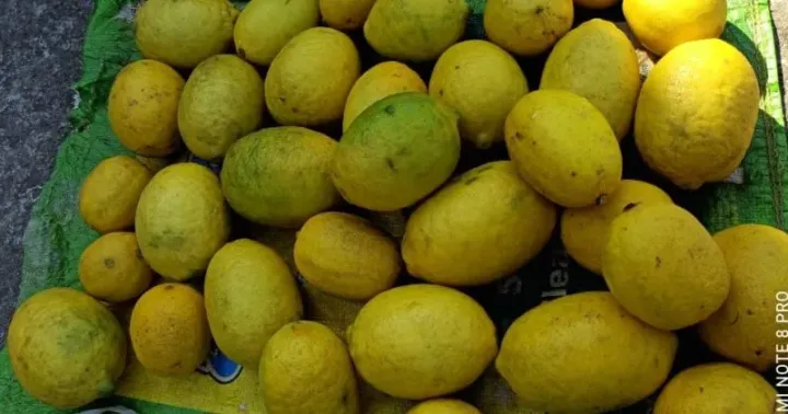 Citrus pseudosunki