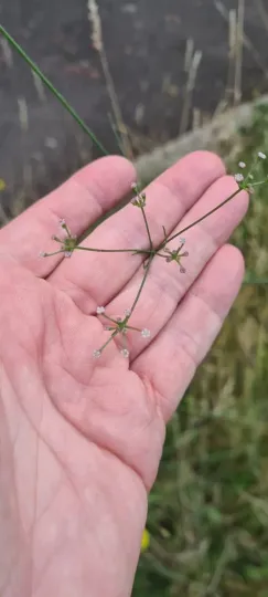 Corn parsley