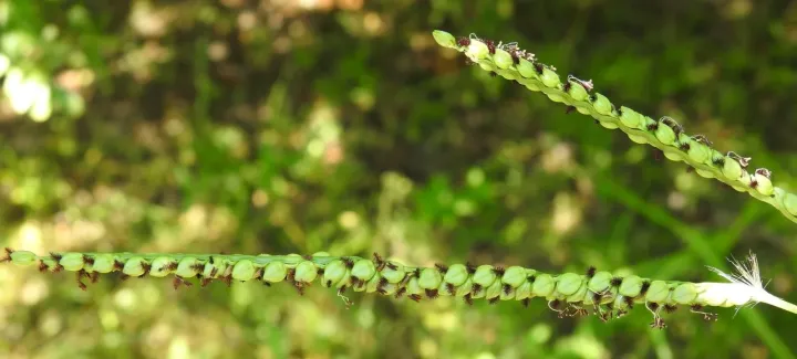 Florida paspalum