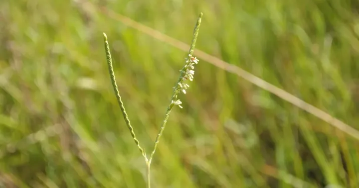 Paspalum modestum