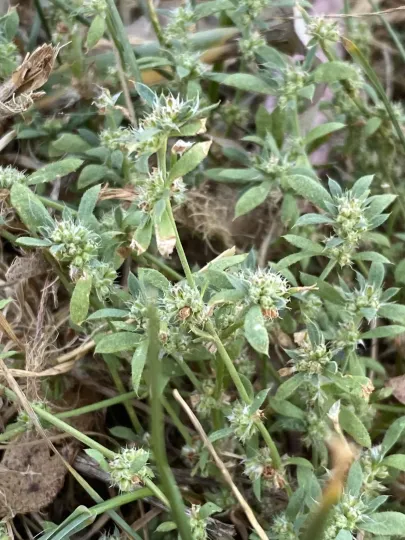 Brazilian whitlow-wort