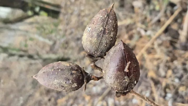 Paulownia glabrata