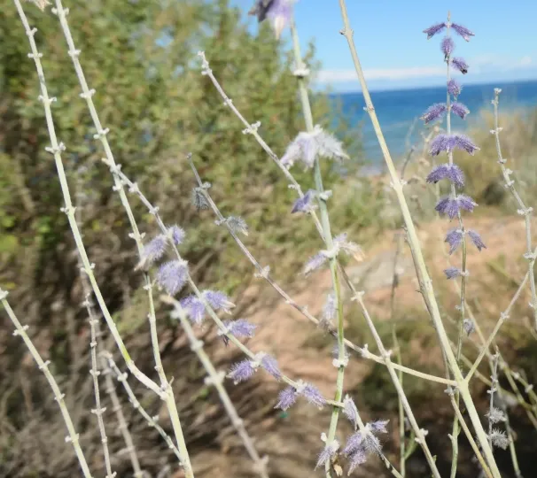 Salvia abrotanoides