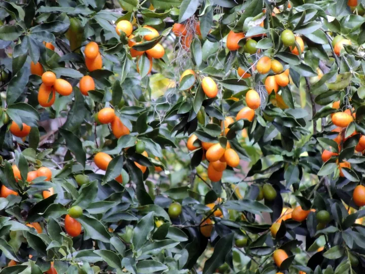 Round kumquat