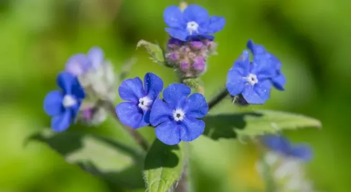 Green alkanet