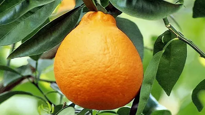 Tangelo