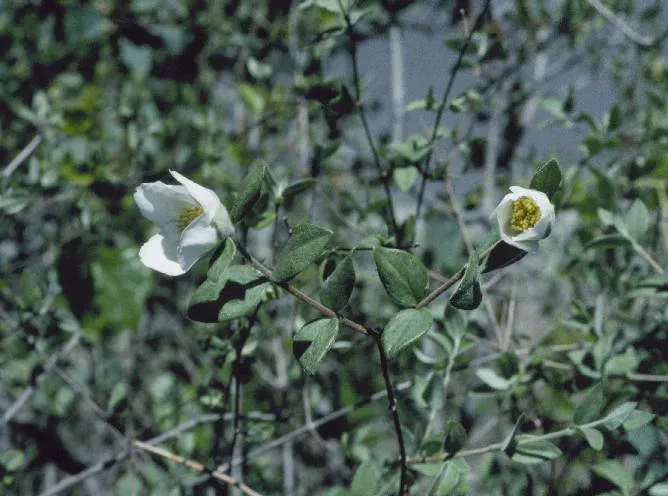 Silver-cup mock orange