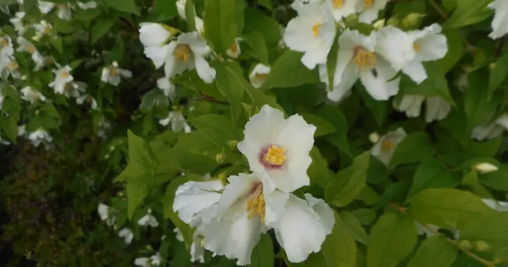 Purple-spotted mock orange