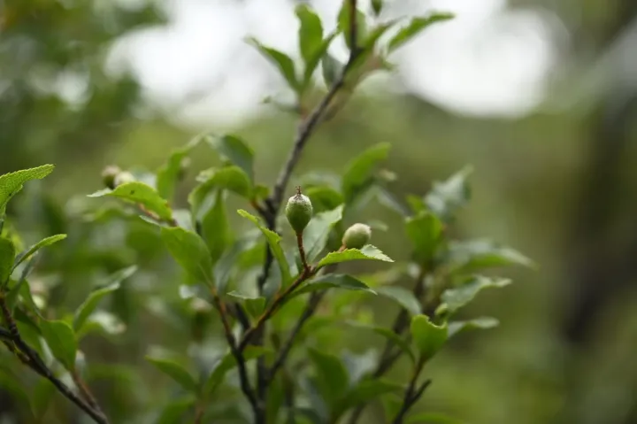Photinia parvifolia